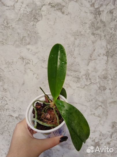 Орхидея фаленопсис бабочка