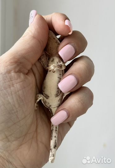 Малыш бананоеда