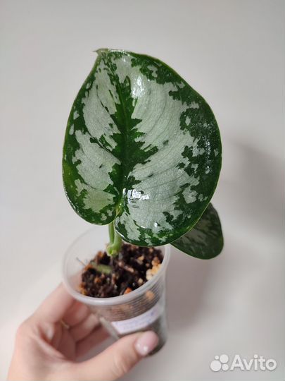 Сингониумы, сциндапсусы