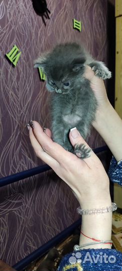 Кошки в добрые руки бесплатно