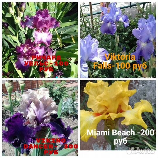 Красивые бородатые ирисы