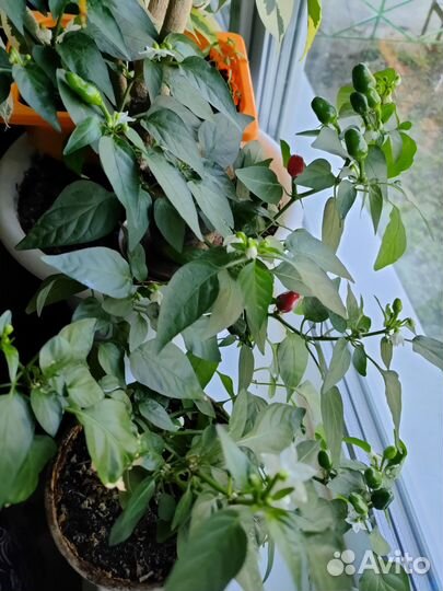 Оконный перец