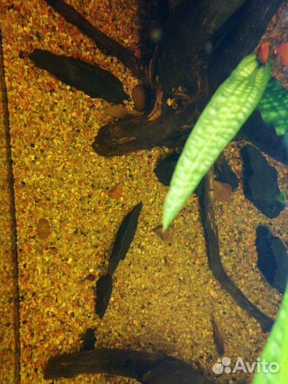 Грунт для аквариума, кварцевый песок