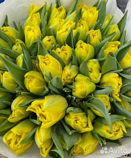 Букеты из 19, 21, 31, 51 тюльпанов