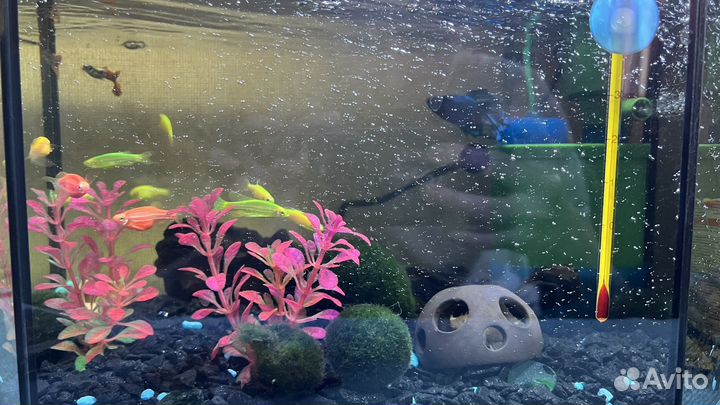 Рыбки. Украшение для аквариума