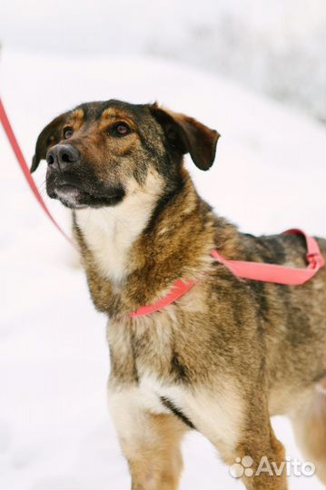 Собаки бесплатно, Люк