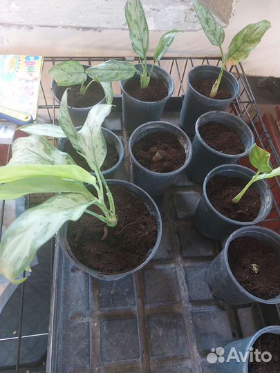 Аглаонема, Спатифиллум(женское счастье)