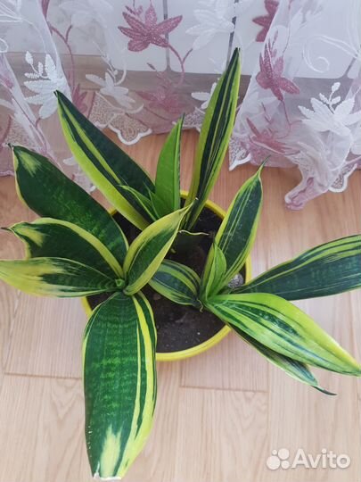 Сансевиерия голден флейм