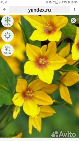 Вербейник обыкновенный прямостоячий. Многолетник