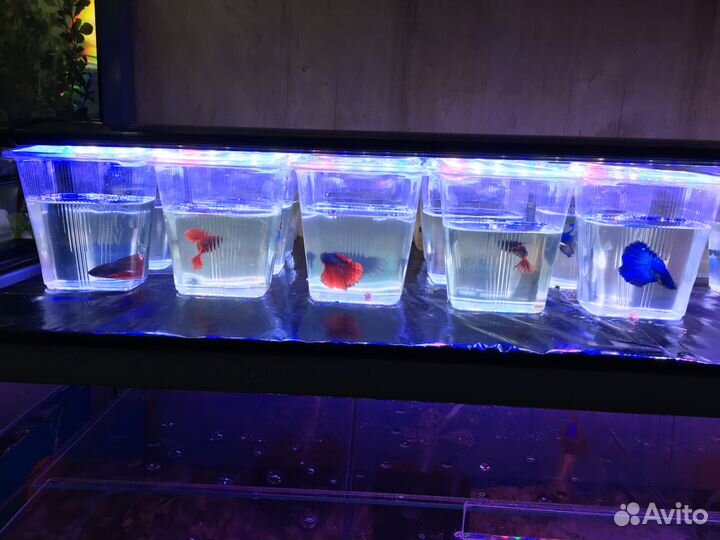 Сиамские Петушки