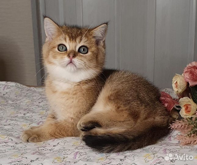 Клубные шотландские котята