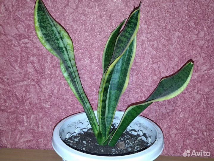 Сансевиерия