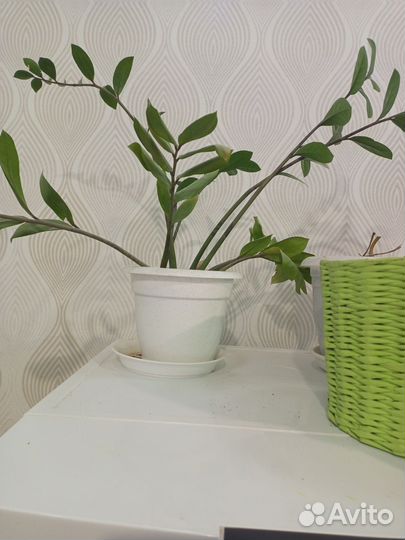 Комнатные цветы