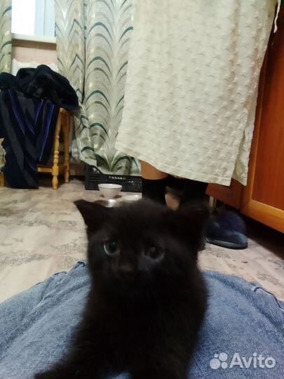Кошка в дар бесплатно