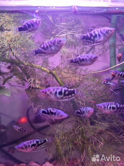 Аквариумные рыбки