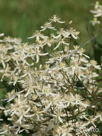 Семена клематиса прямого (Clеmatis rеcta)