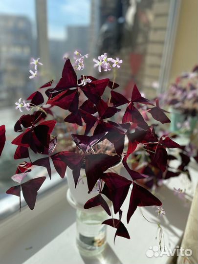 Продаю растение Кислица Оксалис (детки)