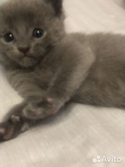 Котята