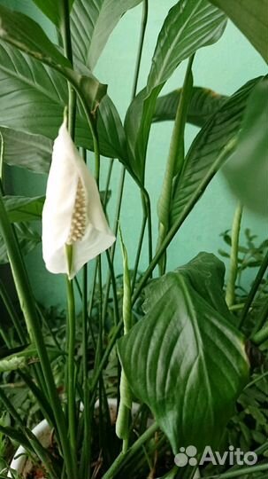 Женское счастье