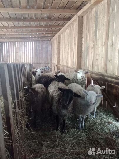 Овцы бараны