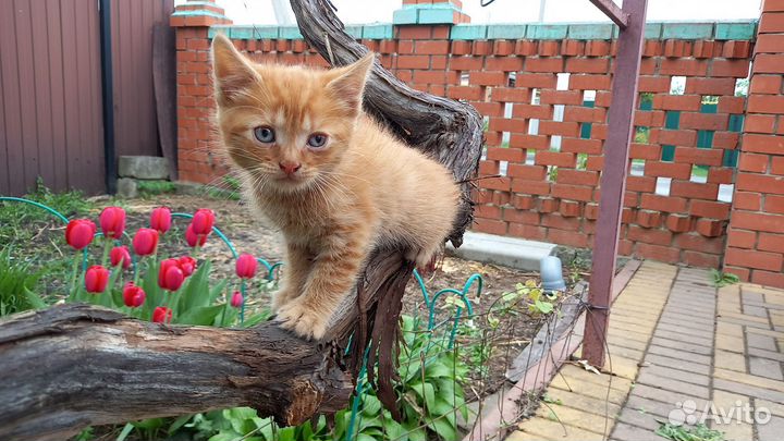 Котята в добрые руки бесплатно