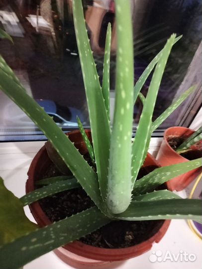 Алоэ вера растение