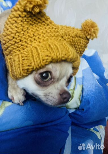 Чихуа мини вязка