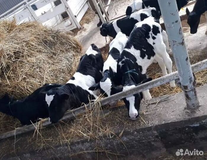 Бычки от месяца