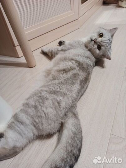Шикарная кошка