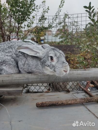 Кролики мясных пород шиншилла и белый панон