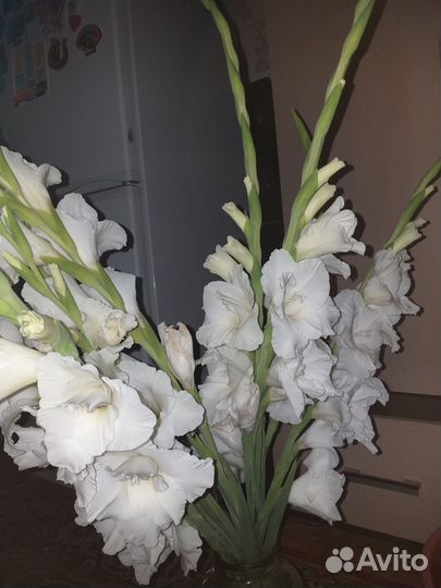 Гладиолусы луковицы