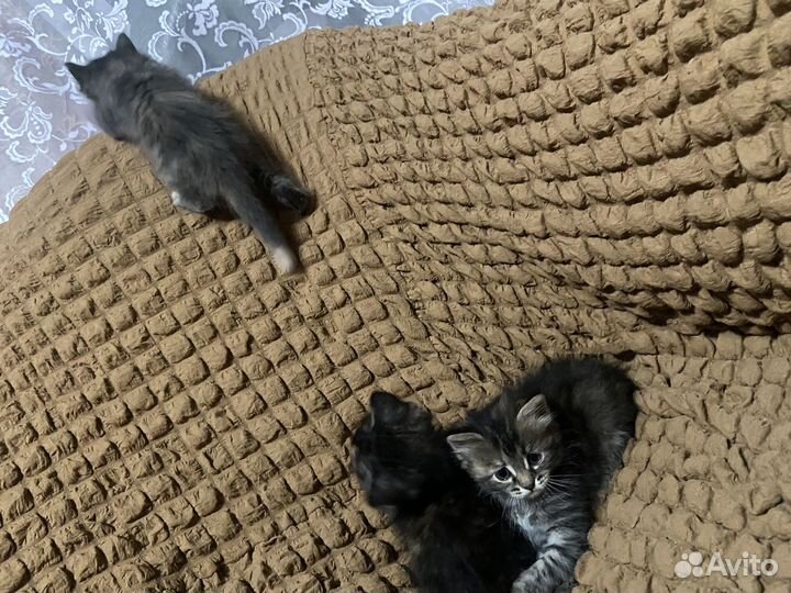 Отдам котят в добрые руки