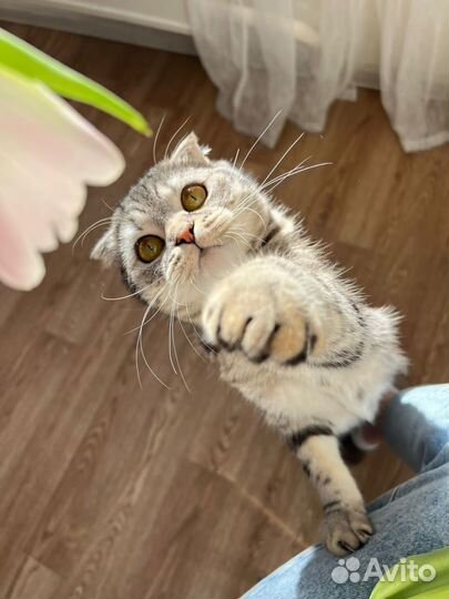 Отдам кота в добрые руки