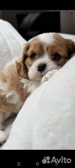 Кинг чарльз спаниель