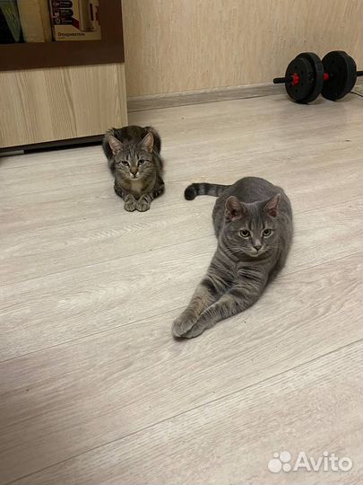 Кошки в добрые руки бесплатно
