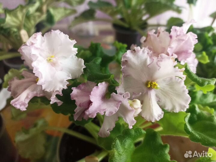 Сортовые фиалки