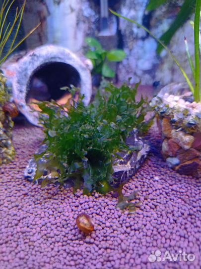 Аквариумные растения, креветки