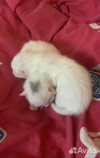 Домашние животные котята