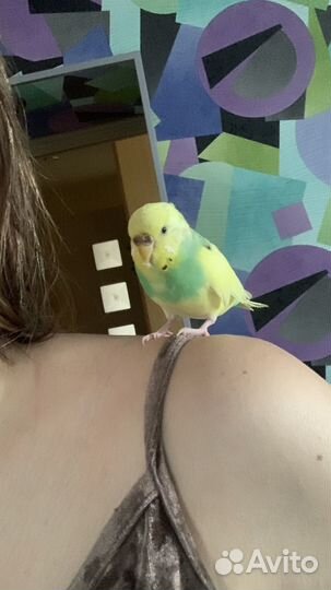 Ручной волнистый попугай 6мес.с клеткой