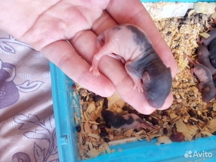 Крыса дамбо