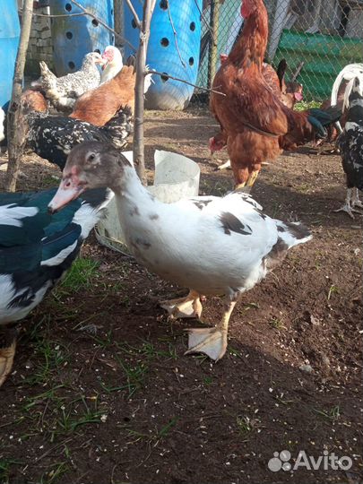 Продам молодых мальчиков индоутаки селезней