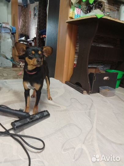 Отдам в добрые руки