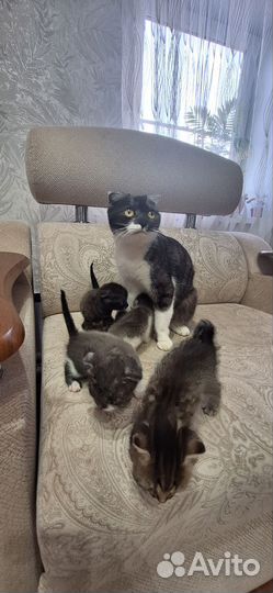 Вислоухие котята