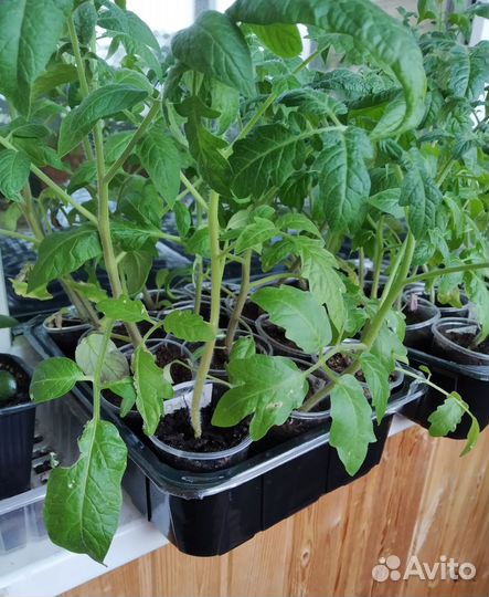 Продаю рассаду томатов и перцев