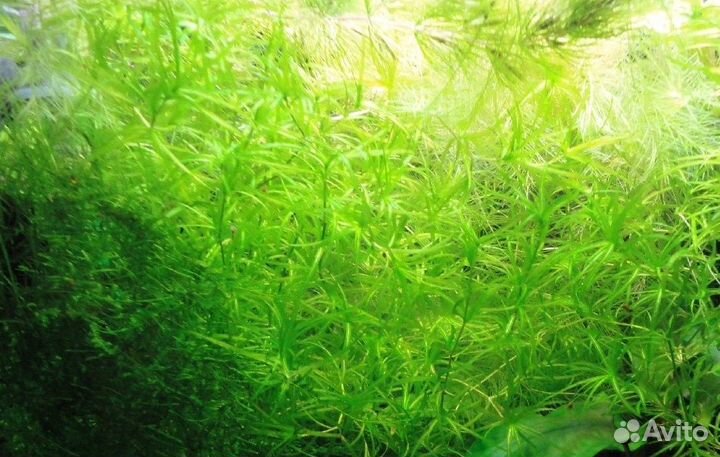 Наяс для аквариума (прополка)