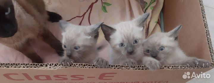 Тайские котята