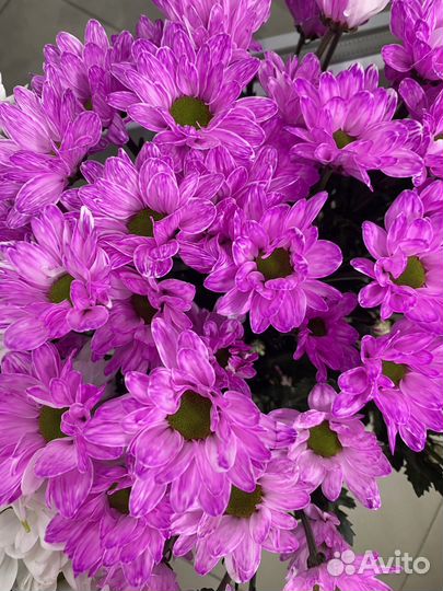 Хризантема