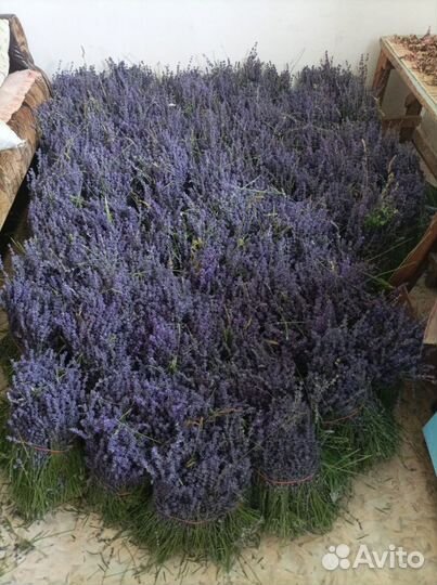 Лаванда