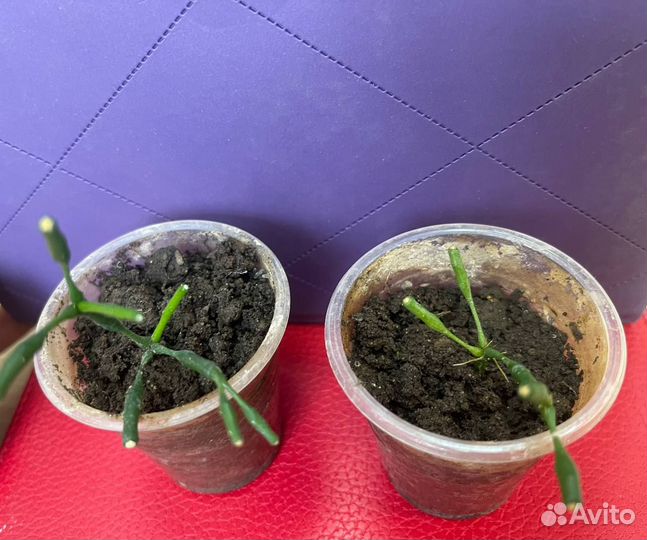 Цветок из палочек оленьи рожки цветы хатиора рожки