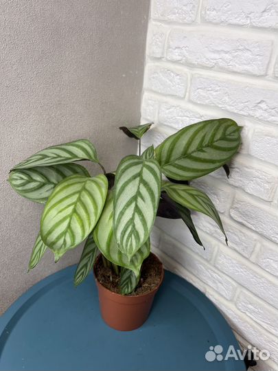 Калатея мейфлор